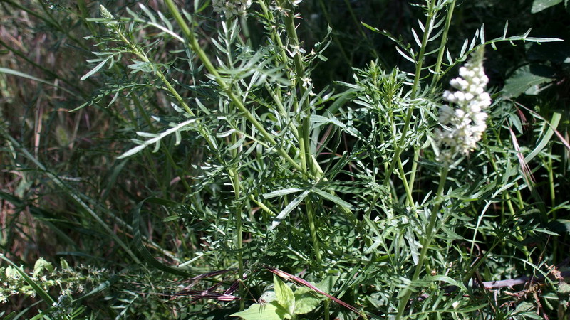 Reseda alba / Reseda bianca